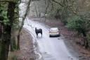 New Forest Ponies. DC8012P1..Picture by Tom Gregory.