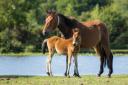 The New Forest is home to the fourth best pub walk in England, according to Millets