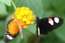 Claire Andrews captured this fantastic close-up of a pair of butterflies.
The Daily Echo has a group on Facebook where people can share pictures captured of scenery and wildlife in Dorset and the New Forest.
To join it, visit