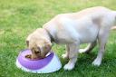 Dogs can be healthier on a vegan diet, compared to a meat-based alternative, the University of Winchester has said.  (Alamy/PA)