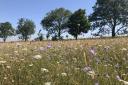 Small scabious in arable reversion at Coombe Bissett Down WWT