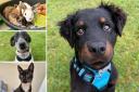 Could you give any of these Sussex RSPCA pets a home?