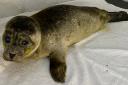 Moyles Court Wildlife Rescue was alerted to an ‘underweight’ seal pup with a serious eye infection that was affecting its visibility.