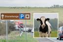 A303 near Salisbury with stock image of a cow