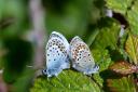 The National Trust said populations of the silver-studded blue butterflies at Studland heaths in Dorset, which the charity cares for, have seen a bumper year.