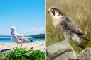 Brits are being urged to avoid these six birds as they are the UK's deadliest