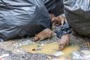 Rats are attracted to bins but there are ways you can avoid an infestation