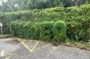 The hedge at Foss Orchard in Chideock