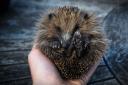 The British Hedgehog Preservation Society has reminded revellers this bonfire season that the animals may be taking refuge in a bonfire pile, and to be careful before lighting up