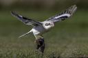 A photo of the steppe grey shrike hunting and killing a giant vole that 60-year-old Mark Begg captured on his Nikon d500.