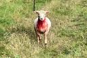 Farm urges walkers to ‘please keep dogs on leads’ after sheep attack