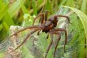 The spider was on the verge of extinction in the UK in 2010