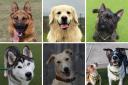 These 7 dogs need new homes - can you help?