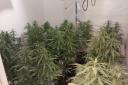 Police shared photos of the cannabis farm in the home of a Bitterne Park resident.