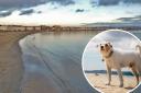 Weymouth beach with dog picture inset