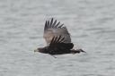 John Scamell pictured this white-tailed eagle flying over Beaulieu River in 2021 - they often hang around bodies of water to look for fish.