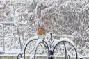 Robin in the snow