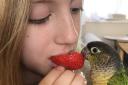 Gizmo the Conure