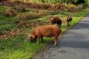 Hampshire and Isle of Wight Constabulary is warning motorists to be mindful of free-roaming animals in the New Forest as a result of the ritual.  