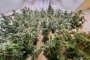 Police raid grow house in Gosport