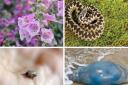 Dangerous and potentially deadly wildlife to watch out for this summer in Dorset (stock)