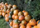 See Bournemouth pumpkin patches to visit with your family as Halloween nears