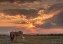 Horses in the New Forest - image by Echo Camera Club Dorset member Claire Sheppard.