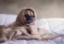 A pug wrapped in a blanket. Credit: Canva