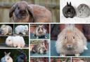 ADOPT ME: These rabbits are all being cared for at Waggy Tails Rescue, hoping to find their forever homes.