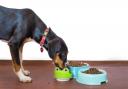 Food Standards Agency recalls dog food items over Salmonella fears (Canva)