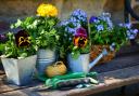 Potted flowers in the garden. Credit: Canva