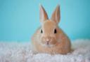 Pets At Home issues important ban in all UK stores this Easter weekend (Canva)