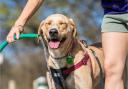 These dogs are most at risk of heatstroke – how to spot the signs and how to treat it (Canva)