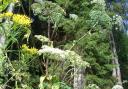 Expert warns children of Giant Hogweed dangers as summer holidays get underway. Picture: Canva