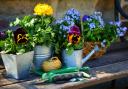 Flowers in pots and a watering can in the garden. Credit: Canva