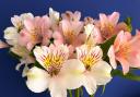 Undated Handout Photo of a display of alstroemerias. See PA Feature GARDENING Cut Flowers. Picture credit should read: Alamy/PA. WARNING: This picture must only be used to accompany PA Feature GARDENING Cut Flowers.