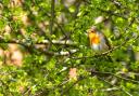 Undated Handout Photo of a robin sitting on a hawthorn. See PA Feature GARDENING Trees. Picture credit should read: Alamy/PA. WARNING: This picture must only be used to accompany PA Feature GARDENING Trees.