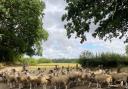 The farmer and dog walker came to an agreementr outide of court. Picture: Dorset Police Rural Crime Team