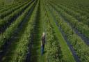 Crop picking is being affected by a shortage of labour