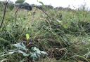 Picture of regenerative farming methods which go back to nature in Norfolk. See PA Feature GARDENING Titchmarsh. Picture credit should read: Emily Beament/PA. WARNING: This picture must only be used to accompany PA Feature GARDENING Titchmarsh.