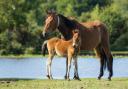 The New Forest is home to the fourth best pub walk in England, according to Millets