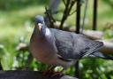 Boy, 15, caught on CCTV shooting pigeon with catapult before killing it