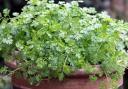 Photo of a pot of chervil. See PA Feature GARDENING Herbs. Picture credit should read: Alamy/PA. WARNING: This picture must only be used to accompany PA Feature GARDENING Herbs..