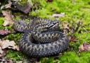 Are Adders, Grass Snakes and Smooth Snakes protected in England, Scotland and Wales?