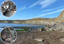 Plastic nurdles have been washing up at Kimmeridge Bay