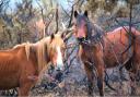 People feeding or petting New Forest ponies could be fined £1,000 from the start of July. Picture: Trevor Stadd.