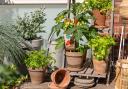 Undated Handout Photo of a collection of potted vegetables and herbs indoors. See PA Feature GARDENING Windowsill Veg. Picture credit should read: Dobbies Garden Centres/PA. WARNING: This picture must only be used to accompany PA Feature GARDENING