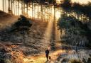 A dog walker bathed in sunlight in Wareham Forest by Jeff Laidler of the Dorset Camera Club