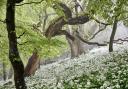 CW Hill of the Dorset Camera Club took this image of garlic glades in Kingswood in Purbeck