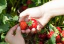 There are a few options for PYO farms around Dorset in the summer season